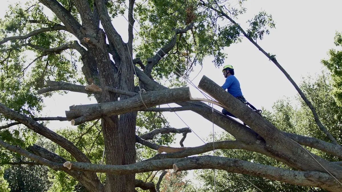 Professional Crown Thinning performed by certified arborists in Brownfield