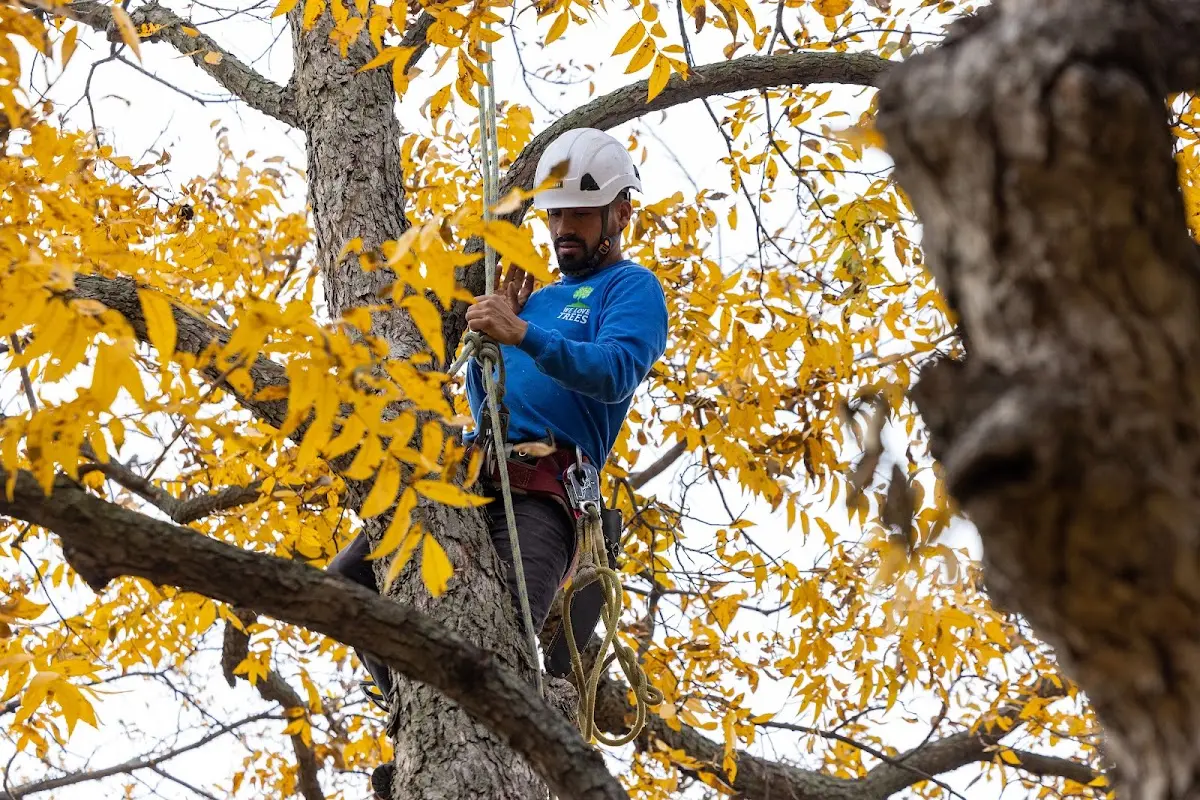 Skilled Tree Trimming crew working in Brownfield